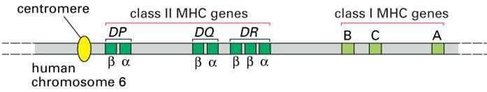 MHC Gene Zellen des Immunsystems: Lymphozyten Knochenmark