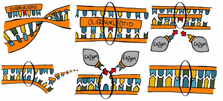 Oligonukleotide Abbildung: Modell der Wirkungsweise von Oligonukleotiden: 1. Oligonukleotid wird in Zelle eingeschleust 2. Oligonukleotid setzt sich an entsprechende Stelle im Genom 3.
