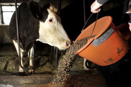 Schweiz: Hohe Milchleistungen aus der natürlichen Ressource Grasland. Hohe Milchqualität. Erster Schritte Richtung Antibiotika-Minimierung.