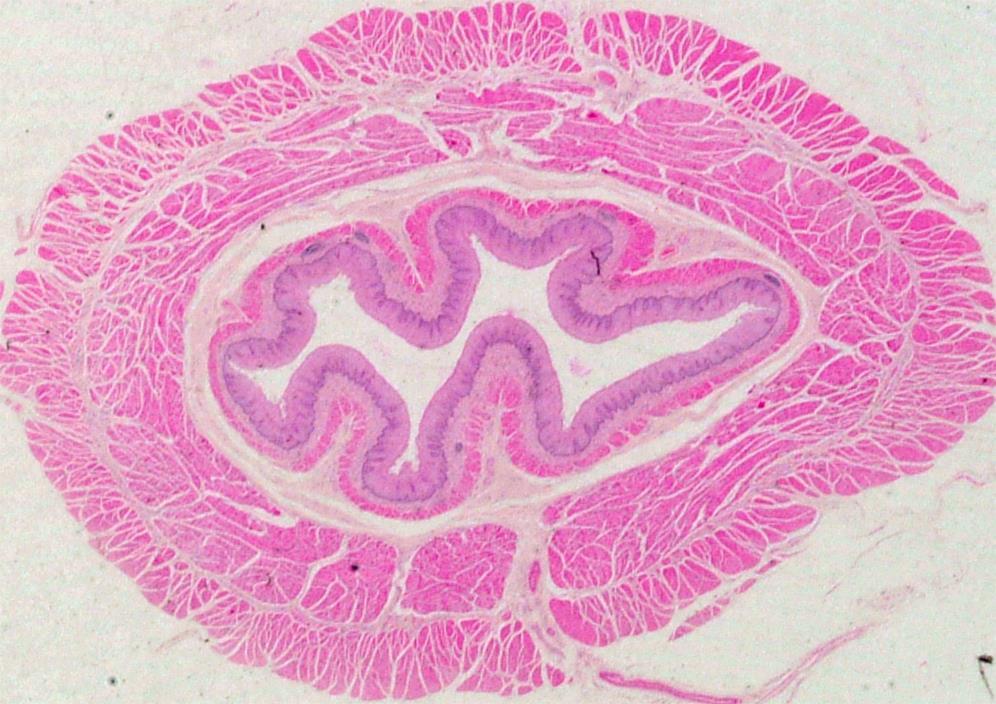 Wandbau vom röhrenförmigen Organ Tunica mucosa Epithelium mucosae Lamina propria mucosae Lamina muscularis