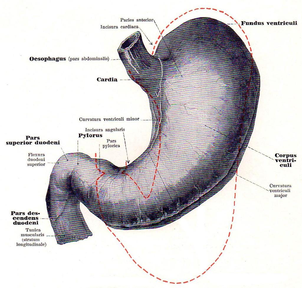 (Wände): paries anterior paries posterior Ränder: curvatura