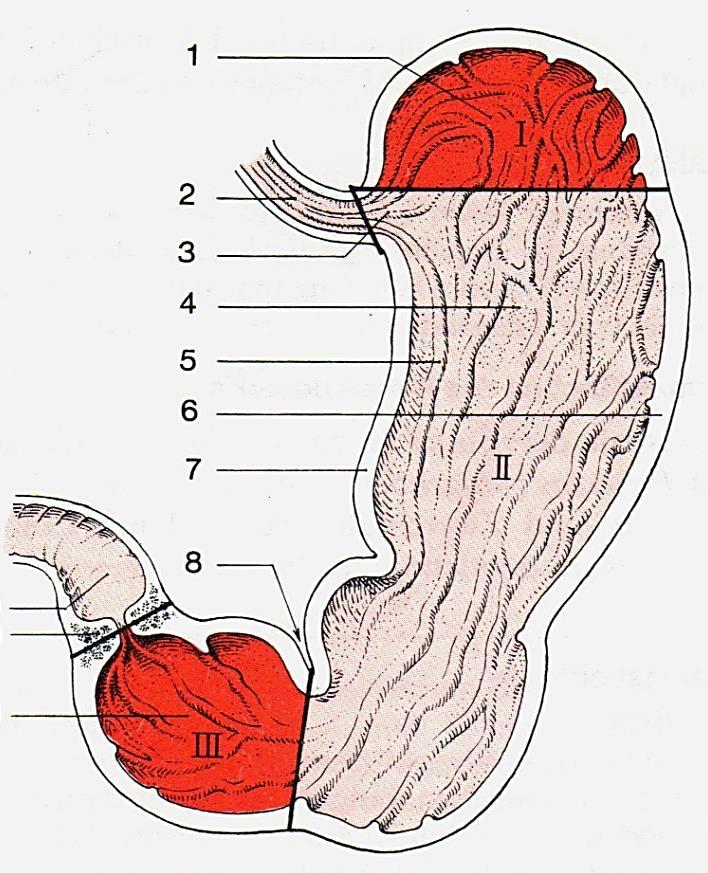 Magen - Histologie der Wandstruktur der Schlauchkörpers Einige Abschnitte