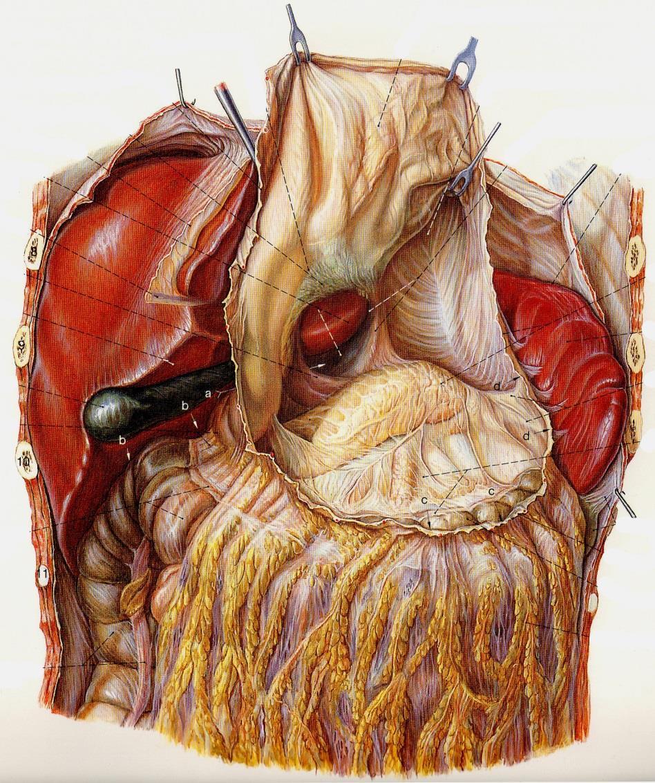 Pancreas Topographie sekundär retroperitoneales Organ Kontakte zu: Duodenum, Magen,