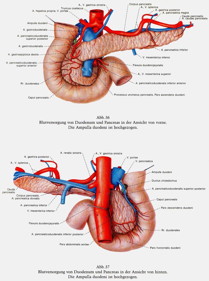 Arteria pancreaticoduodenalis sup. (ex A.