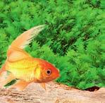 Farbverstärkendes Hauptfutter Tetra Goldfish Flocken-Hauptfutter für alle farbenprächtigen 100 ml Goldfische 100 ml oder 250 ml statt 2.29* 1. 79 0.50 gespart 1 l = 17.90 250 ml statt 4.99* 3. 49 1.