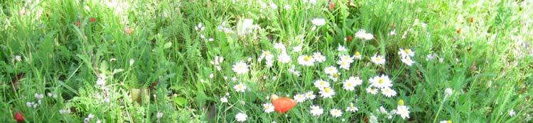 Blumenwiese in Ammerang - 6 Wochen nach Ansaat