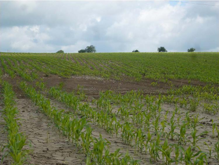 Aus Fehlern lernen Erosion im Maisacker