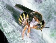 Die wilde Verwandtschaft der Honigbiene Durch ihr unterschiedliches Verhalten sichern Honigbienen und