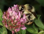 Honigbienen verlassen nur bei Sonnenschein ab etwa 12 C ihren Stock, Hummeln und andere Wildbienen