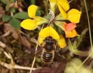Honigbiene und Hummeln besuchen viele Pflanzenarten (Generalisten), andere Wildbienen sind jedoch oft