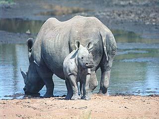 17.Tag: Kama Rhino Sanctuary F/M/A Zeltcamp Wir verlassen Maun in Richtung Süden und durchqueren die Weiten der Kalahari Wüste, bevor wir das Kama Rhino Sanctuary erreichen.