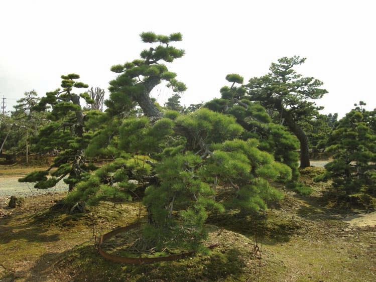 < Außergewöhnliche Stammformen prägen das Bild in der Baumschule Noda. Es werden Bäume kultiviert, die bereits über 300 Jahre alt sind.