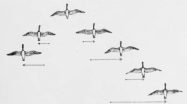 Fliegen mit wenig Energie Wie viele Zugvögel, fliegen Waldrappe in V-Formation. Aufgrund von Berechnungsmodellen ist so eine Energieersparnis von bis zu 20 Prozent möglich.