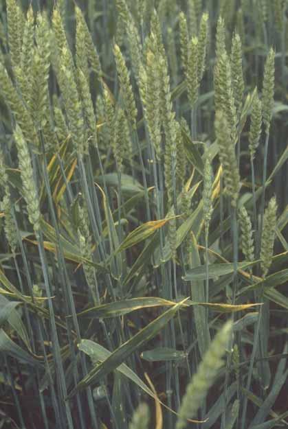 Zn-Mangel an Weizen, induziert durch Manganblattspritzung (Wulfshagen, 1982) Cu-Gehalte der Pflanzen