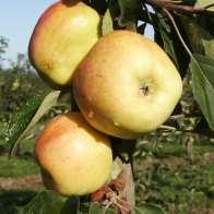 Alte Apfelsorten Gründe für
