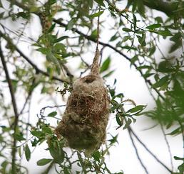 6 Datum 15. 5. 2011, 9:00-13:15 Uhr, 16 Personen, bewölkt, trocken, leichter, aber kalter NW- Wind, 17. Rechts: Nest einer Beutelmeise; man konnte beim Bauen zuschauen (Foto Gerhard Huber).