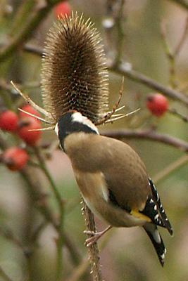 www.vogelschutzlaupen.ch Nr. 91 / Januar 16 NVL NATUR- UND VOGELSCHUTZ LAUPEN EINLADUNG ZUR HAUPTVERSAMMLUNG FREITAG, 5. FEBRUAR 2016 UM 19.