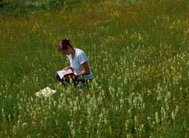 Der Dänische Tragant (Astragalus danicus) wächst auf allen fränkischen Gipshügeln und in ihrer näheren Umgebung,