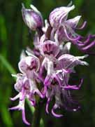 provincialis, Orchis