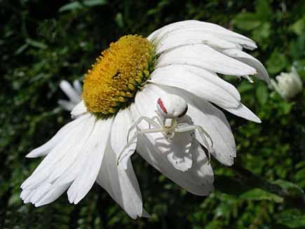 Blumenwiese Krabbenspinne auf der