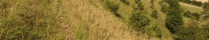 lockerwüchsiger Halbtrockenrasen ein, dominiert von der Aufrechten Trespe (Bromus erctus). Der obere Rand der Fläche ist besonders flachgründig. Hier wachsen u.a. Ästige Graslilie (Anthericum ramosum), Edel-Gamander (Teucrium chamaedrys) und Berg-Gamander (Teucrium montanum).
