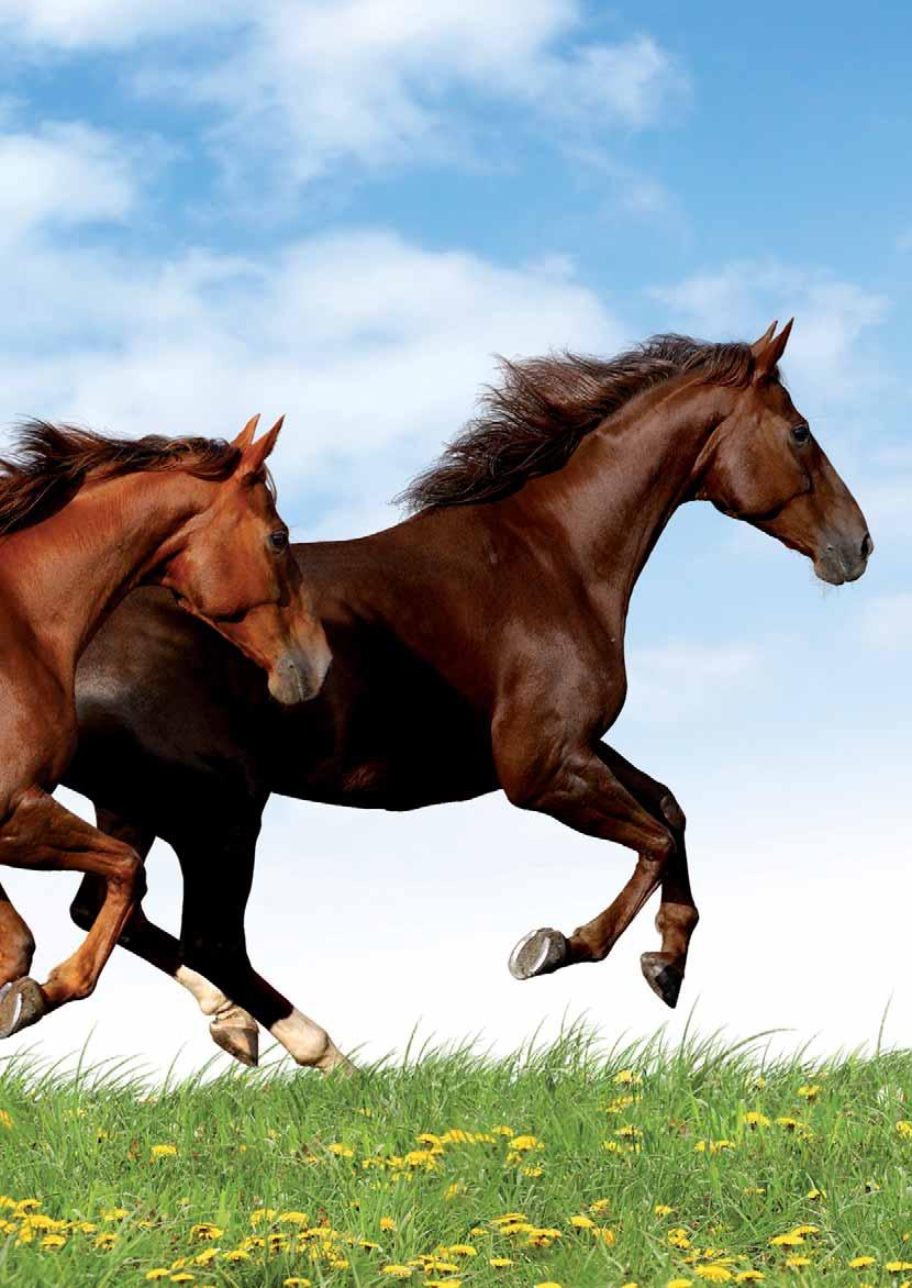 4. Eine ausreichende Versorgung durch essentielle Fettsäuren macht nervöse Pferde sichtlich ruhiger 5.