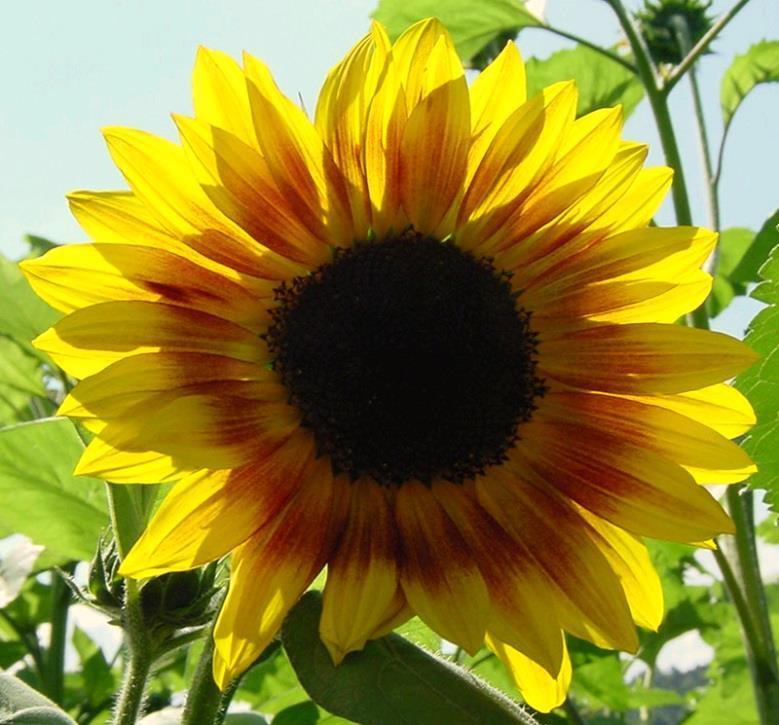 57398 Sonnenblumenmischung hoch Mischung aus gelb-, bronze- und zweifarbigen Typen
