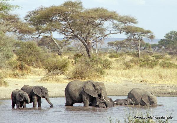 Sie verlassen das Hochland des Ngorongoro und fahren zu Ihrer heutigen Lodge bei Karatu.