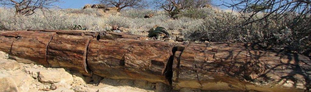 Ein weiterer Stopp auf dem Weg in die Damaraland Gegend mit Aufenthalt im Petrified Forest gibt uns Gelegenheit für weitere Kameraexperimente mit tollen Motiven.