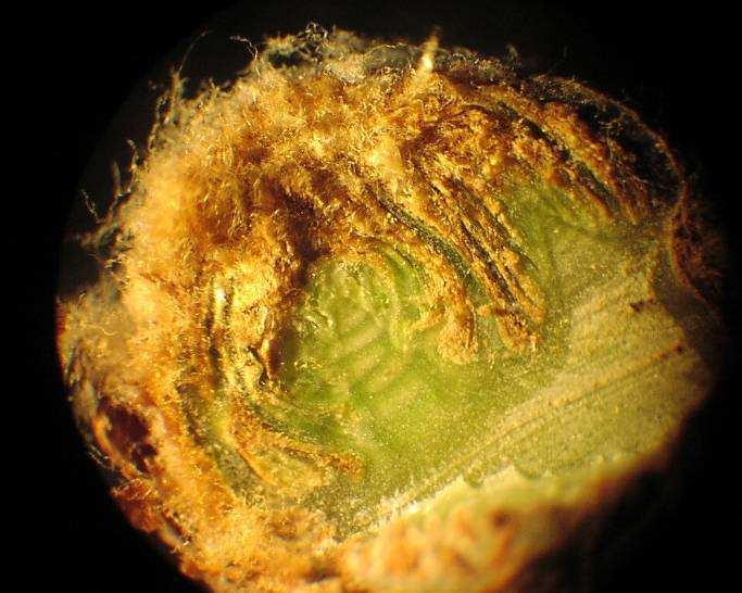 Pilzmycel besiedelt die Blattanlagen -