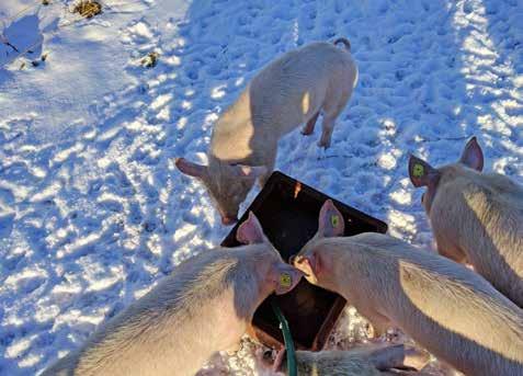 Auch im Winter fühlen sich die Schweine im Freiland wohl wenn sie sich zum Liegen an einen
