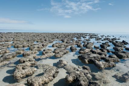 4. Tag Kalbarri Monkey Mia (F) Fahrt nach Monkey Mia in der Shark Bay mit Stopp bei Hamelin Pool mit einzigartigen Stromatoliten, den ältesten Lebensformen der Welt.