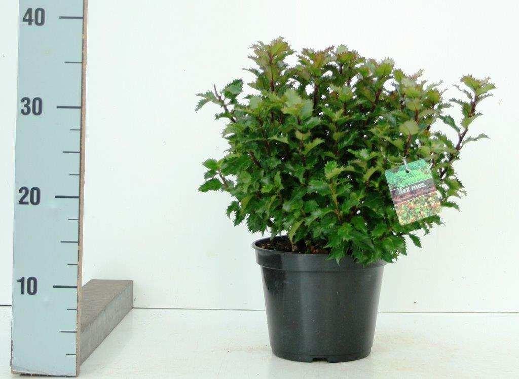 Ilex Kleiner Strolch C 2 20 30 4027832110772 10 30 x 5 30 Ilex crenata 'Golden Gem'