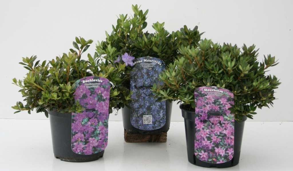 16 30 x 5 30 Rhododendron impeditum in Sorten Premium Pflanzen, Zwergrhododendron C 2 20 25 4027832106546 17 30 x 5 30 Rhododendron