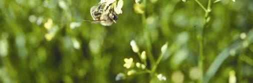 Zur Förderung der Bienen- und Insektenwelt ist es jedoch hier, wie auch beim Anbau von Zwischenfrüchten oder Untersaatverfahren, wichtig, auf eine möglichst hohe Vielfalt blühender Arten im Gemenge