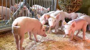 Schweinegesundheit Tiergesundheit ist ein zentraler Begriff der Nutztierhaltung und wird zusehends auch Thema gesellschaftlicher Diskussionen.