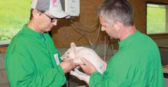 SUISAG 2017 IN ZAHLEN Schweinegesundheitsdienst Umsatz der Geschäftsbereiche 4 % 24 % 36 % SGD-Betriebe 1 921 Züchter Mäster 1 409 36 % SGD-Besuche 2