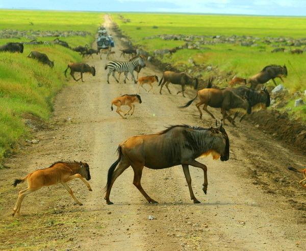4. - 5. Reisetag: Endlose Savanne die Serengeti Mit einer Fahrt durch das Ngorongoro-Schutzgebiet beginnen wir unsere wundervollen Tage.