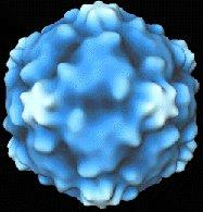 Picornavirus (Rhinovirus)