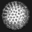 Rotavirus 100 nm, 3 konzentrische