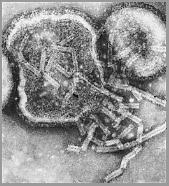 Paramyxoviridae z.b.