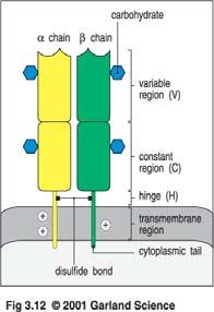 Gelenk (H) Transmembranregion T-Zelle Disulfidbrücke