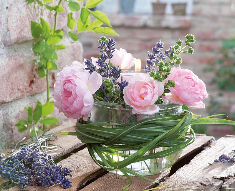 Werbung 3/08 GärtnerSommer Rosen duftend und schön für Terrasse und Garten Sommerblumen und Stauden farbenprächtige