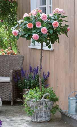Kleinststrauchrose blüht ab Mitte Mai den ganzen Sommer und eignet sich für Garten und Kübel,