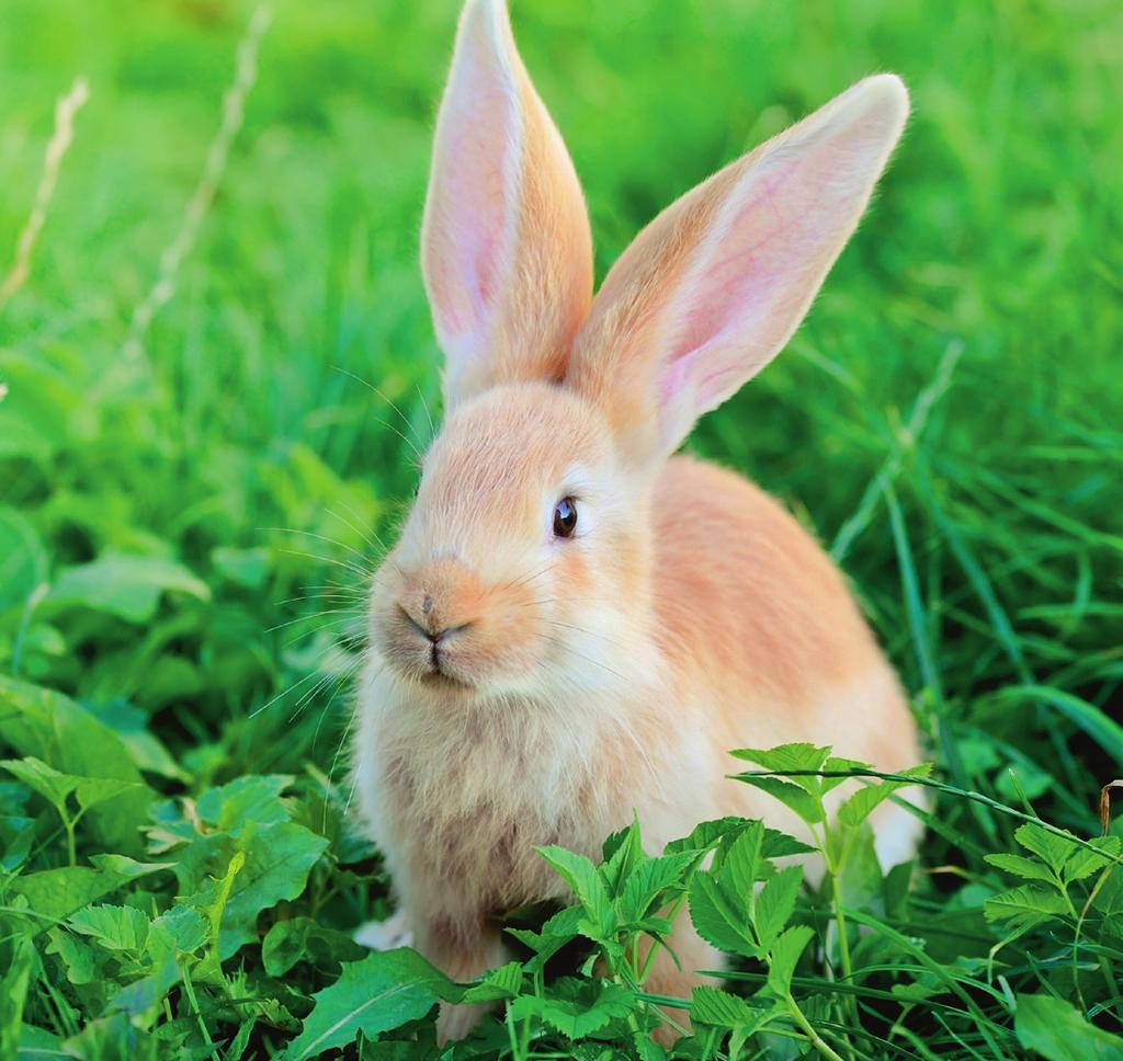 Kaninchenschnupfen Pasteurellen und Bordetellen sind die wichtigsten bakteriellen Erreger beim Kaninchenschnupfen.