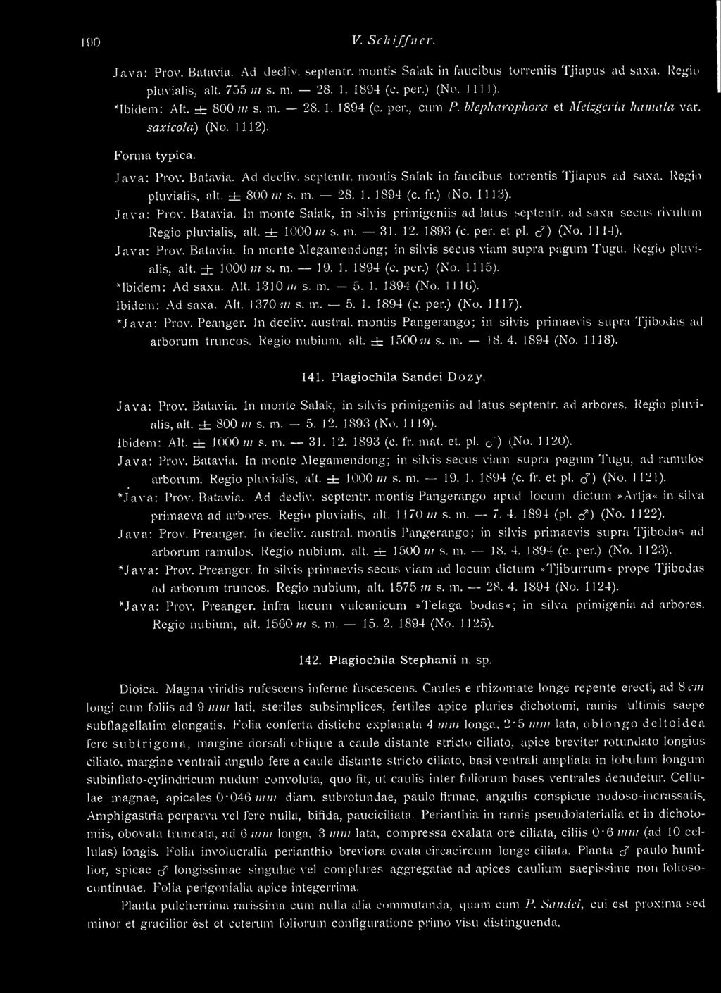 montis Salak in faucibus torrentis Tjiapus ad saxa. Regio pluvialis. alt. ± 800 iii s. m. 28. 1. 1894 (c. fr.) (No. 1113). Java: Prov. Batavia. In monte Salak, in silvis primigeniis ad latus septentr.