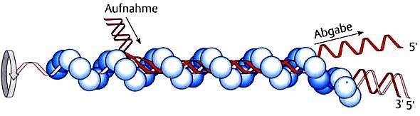Enzyme der Rekombination am Beispiel des E.
