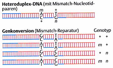 Gen-Konversion: Ereignisse im Heteroduplex-Berich: Genkonversion: ist die Überführung eines Allels in ein anderes An der Heteroduplex (ein Strang der DNA mütterlich, einer väterlich)