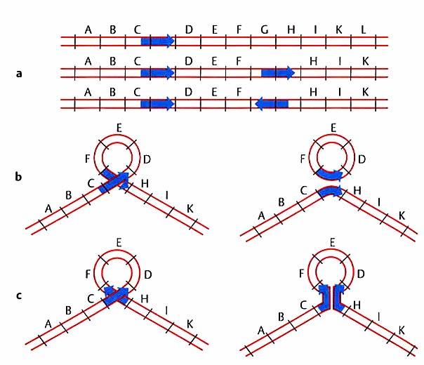 Ausbildung von Deletionen (b) oder Inversionen (c) je nach Co- Integrat-Bildung und dessen Auflösung Rekombination und Transposition Konsequenz der Transposition