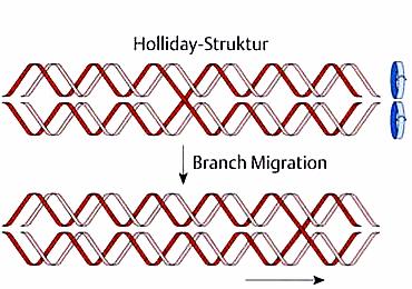 Molekularbiologie der Rekombination: Die Holliday-Struktur wird durch Drehen der beiden